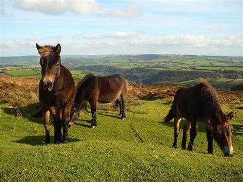 Exmoor ponies on Dunkery Hill, just below Dunkery Beacon, and the view ...